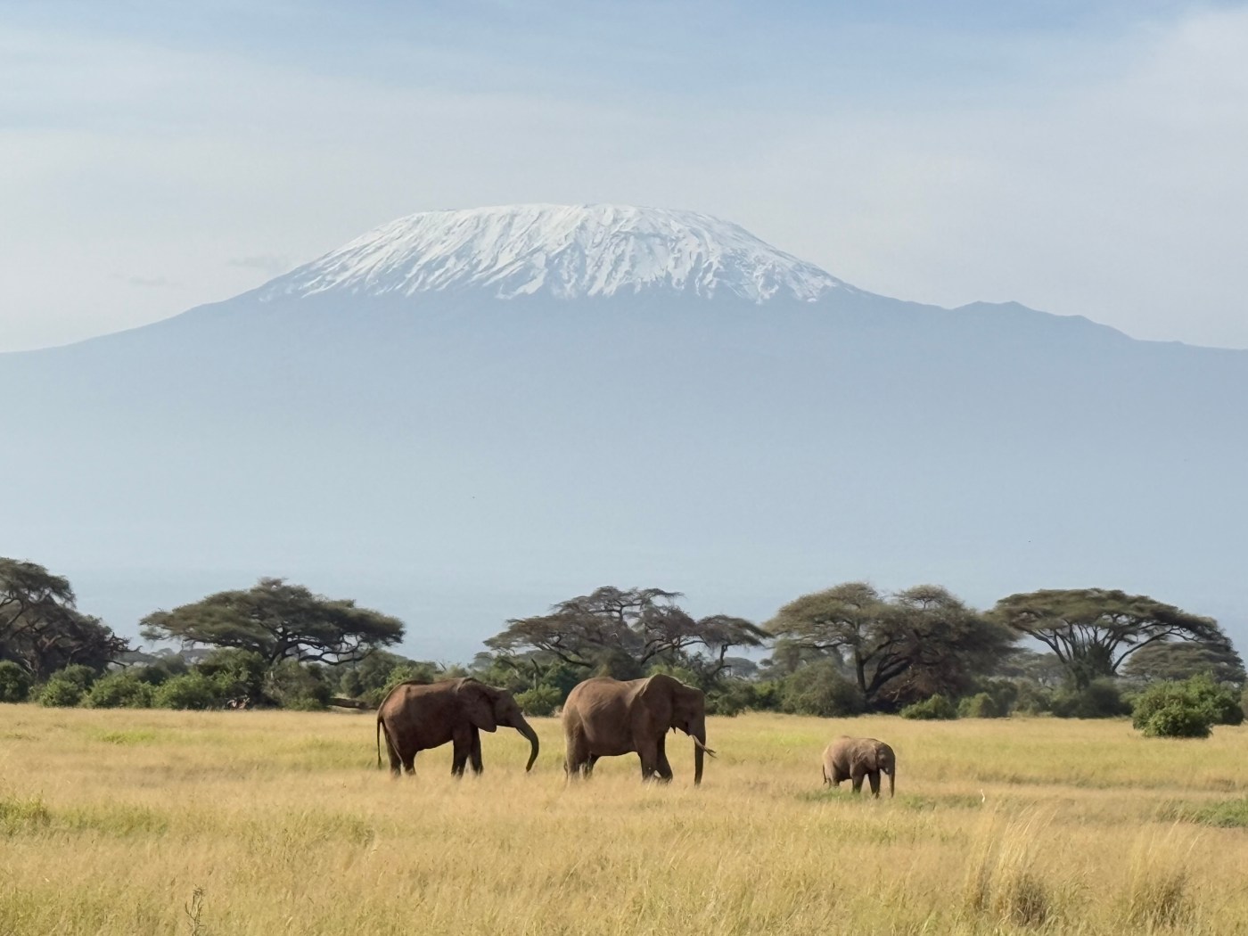 Elephants amboseli kilimanjaro